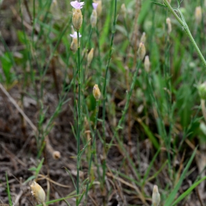 Photographie n°2317272 du taxon Petrorhagia prolifera (L.) P.W.Ball & Heywood [1964]