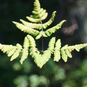 Photographie n°2317289 du taxon Gymnocarpium dryopteris (L.) Newman [1851]