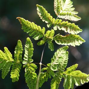 Photographie n°2317290 du taxon Gymnocarpium dryopteris (L.) Newman [1851]