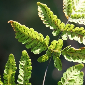 Photographie n°2317291 du taxon Gymnocarpium dryopteris (L.) Newman [1851]