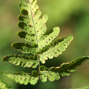 Photographie n°2317292 du taxon Gymnocarpium dryopteris (L.) Newman [1851]