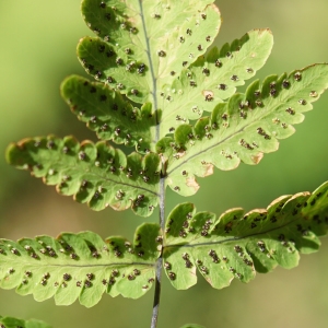 Photographie n°2317293 du taxon Gymnocarpium dryopteris (L.) Newman [1851]