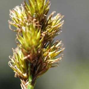 Photographie n°2317315 du taxon Carex ovalis Gooden. [1794]
