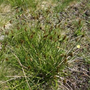 Photographie n°2317316 du taxon Carex ovalis Gooden. [1794]