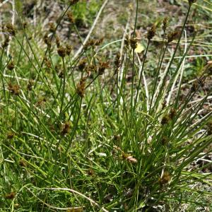 Photographie n°2317317 du taxon Carex ovalis Gooden. [1794]
