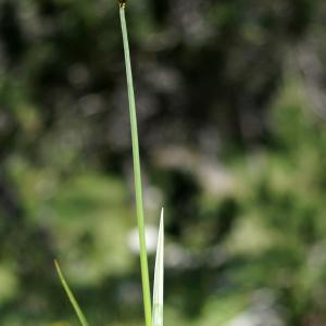 Photographie n°2317320 du taxon Carex ovalis Gooden. [1794]