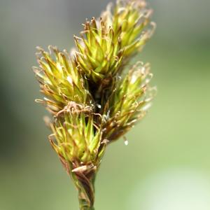 Photographie n°2317322 du taxon Carex ovalis Gooden. [1794]