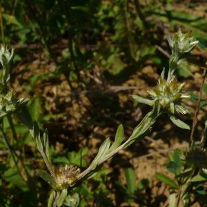 Photographie n°2317337 du taxon Filago pyramidata L. [1753]