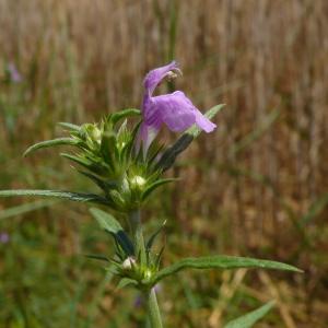 Photographie n°2317344 du taxon Galeopsis angustifolia Ehrh. ex Hoffm. [1804]