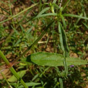 Photographie n°2317345 du taxon Galeopsis angustifolia Ehrh. ex Hoffm. [1804]