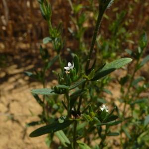 Photographie n°2317346 du taxon Buglossoides arvensis (L.) I.M.Johnst. [1954]