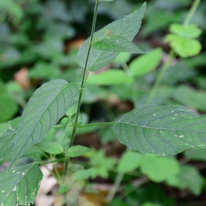 Photographie n°2317350 du taxon Circaea lutetiana L. [1753]