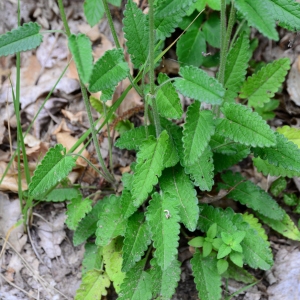 Photographie n°2317360 du taxon Betonica officinalis L. [1753]