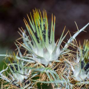 Photographie n°2317416 du taxon Cynara cardunculus L. [1753]