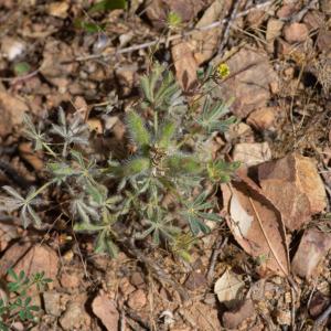 Photographie n°2317450 du taxon Lupinus angustifolius L. [1753]