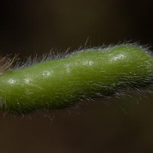 Photographie n°2317458 du taxon Lupinus angustifolius L. [1753]