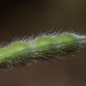 Photographie n°2317462 du taxon Lupinus angustifolius L. [1753]