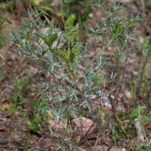 Photographie n°2317469 du taxon Lupinus angustifolius L. [1753]