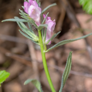 Photographie n°2317471 du taxon Misopates orontium (L.) Raf.