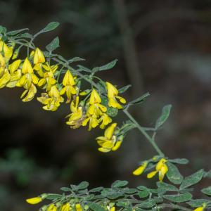 Photographie n°2317538 du taxon Cytisus villosus Pourr. [1788]