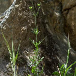 Photographie n°2317541 du taxon Knautia arvensis (L.) Coult.