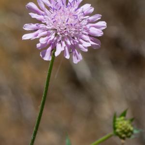 Photographie n°2317542 du taxon Knautia arvensis (L.) Coult.