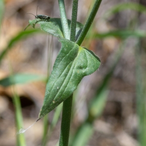 Photographie n°2317543 du taxon Knautia arvensis (L.) Coult.