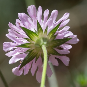 Photographie n°2317544 du taxon Knautia arvensis (L.) Coult.