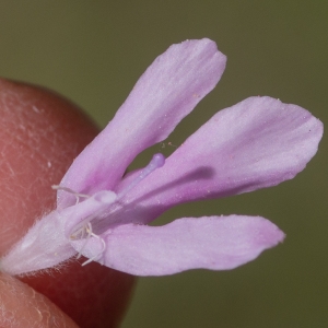 Photographie n°2317545 du taxon Knautia arvensis (L.) Coult.