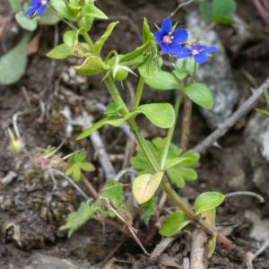  - Lysimachia arvensis subsp. latifolia (L.) Peruzzi