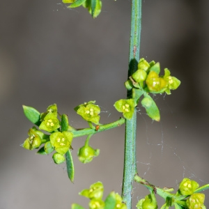 Photographie n°2317554 du taxon Osyris alba L. [1753]