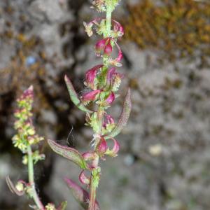 Photographie n°2317568 du taxon Rumex bucephalophorus subsp. gallicus (Steinh.) Rech.f. [1939]