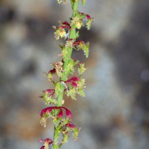 Photographie n°2317571 du taxon Rumex bucephalophorus subsp. gallicus (Steinh.) Rech.f. [1939]