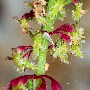 Photographie n°2317572 du taxon Rumex bucephalophorus subsp. gallicus (Steinh.) Rech.f. [1939]