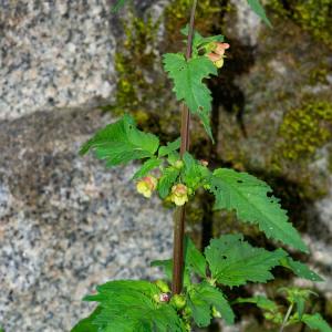 Photographie n°2317583 du taxon Scrophularia trifoliata L. [1759]