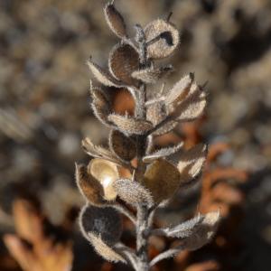 Photographie n°2317601 du taxon Alyssum minus (L.) Rothm. [1941]