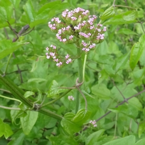 Photographie n°2317603 du taxon Centranthus calcitrapae (L.) Dufr.