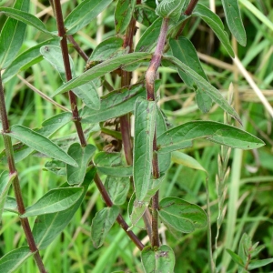 Photographie n°2317607 du taxon Lythrum salicaria L. [1753]