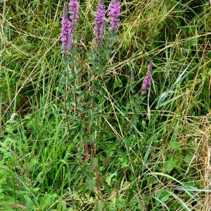 Photographie n°2317608 du taxon Lythrum salicaria L. [1753]