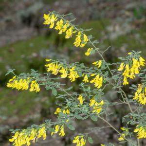 Photographie n°2317620 du taxon Cytisus villosus Pourr. [1788]