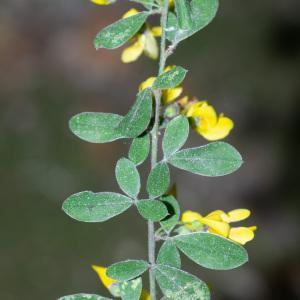 Photographie n°2317621 du taxon Cytisus villosus Pourr. [1788]