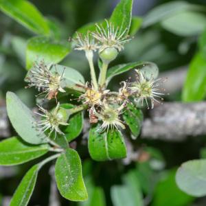 Photographie n°2317622 du taxon Pyrus spinosa Forssk. [1775]