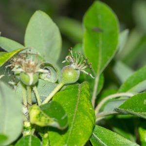 Photographie n°2317623 du taxon Pyrus spinosa Forssk. [1775]