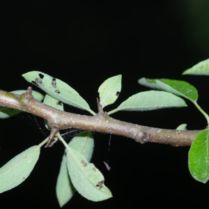 Photographie n°2317624 du taxon Pyrus spinosa Forssk. [1775]