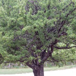 Photographie n°2317626 du taxon Pyrus spinosa Forssk. [1775]