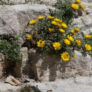 Photographie n°2317630 du taxon Pallenis maritima (L.) Greuter