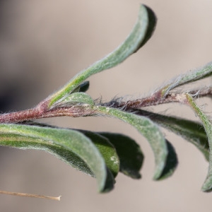 Photographie n°2317635 du taxon Pallenis maritima (L.) Greuter