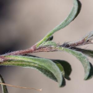 Photographie n°2317636 du taxon Pallenis maritima (L.) Greuter