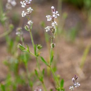 Photographie n°2317638 du taxon Silene gallica L.