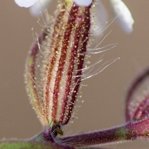 Photographie n°2317641 du taxon Silene gallica L.